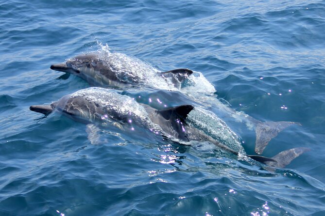 Private Wild Dolphin Encounter Day Trip - Snorkeling at Secluded Reefs and Sea Lion Colonies