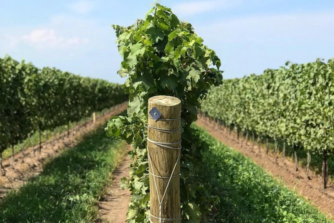 Private Wine & Charcuterie Tour (Customizable) - Hinterbrook Winery and Its Authentic Wine Expression