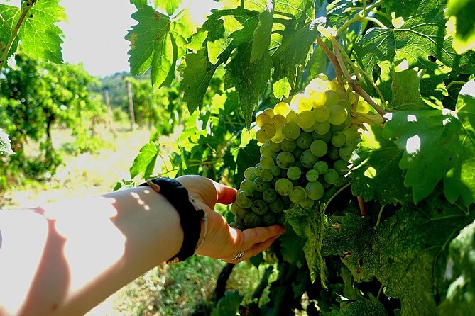 Private Wine & Evo oil tasting with Truffle Meal - An Immersive Tuscan Farm Experience in San Gimignano