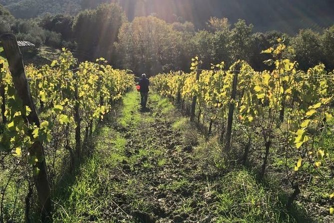 Private wine & EVO Oil Tasting with Tuscan Meal - Why This Tour is a Great Choice for Tuscan Food Lovers