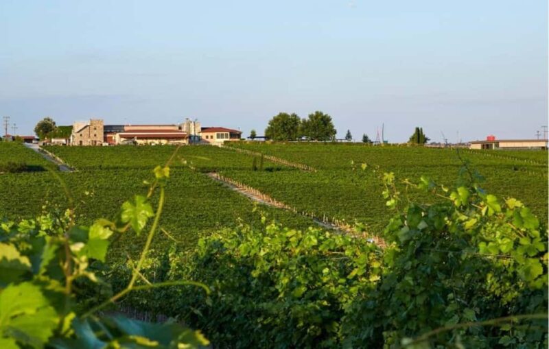 Private Wine & Museum Tour at Gerovassiliou Winery - Scenic Countryside Views and Photo Opportunities