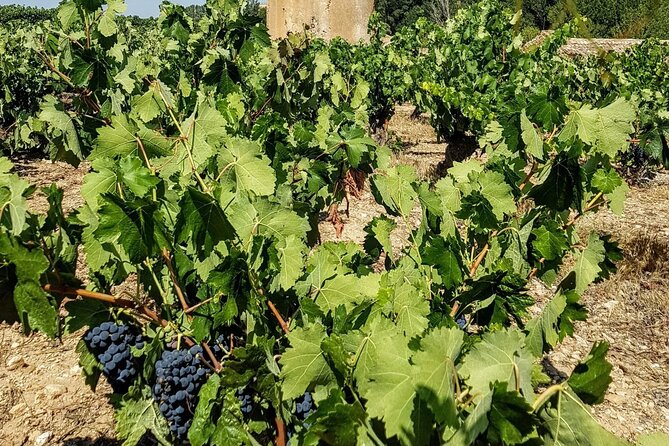 Private Wine Tasting And Visit Tour in Ribera Duero - Practical Tips and Considerations