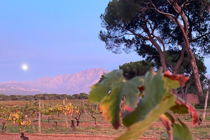 Private Wine Tasting Tour around Ile Rousse and Calvi - Key Points