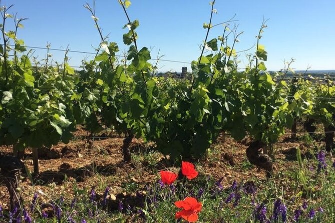 Private Wine Tasting Tour - Burgundy Uncorked!! - Explore Burgundy’s Private Wine Tasting Experience for Enthusiasts