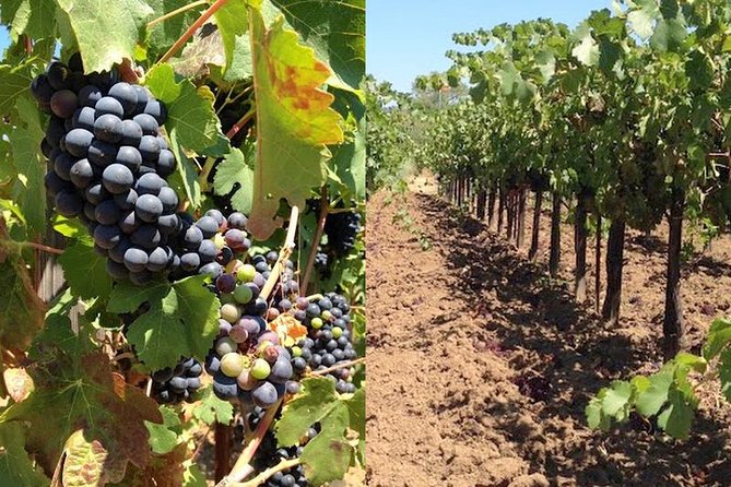 Private Wine Tasting Tour From Santa Ynez, Solvang or Buellton! - Key Points