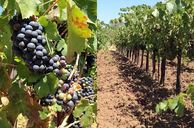 Private Wine Tasting Tour From Santa Ynez, Solvang or Buellton! - Ease of Booking and Cancellation Policy