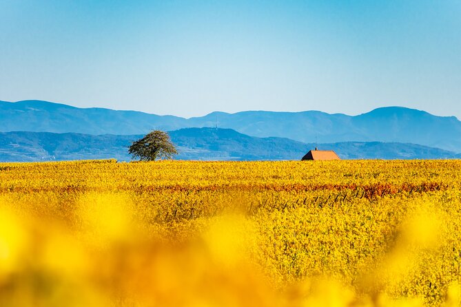 Private Wine Tasting Tour With Personal Driver in Alsace - Explore Alsace’s Top Wineries with a Private Driver in Strasbourg