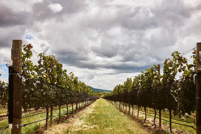 Private wine tasting & wine pairing tours - An Intimate and Customizable Wine Tour in San Miguel de Allende