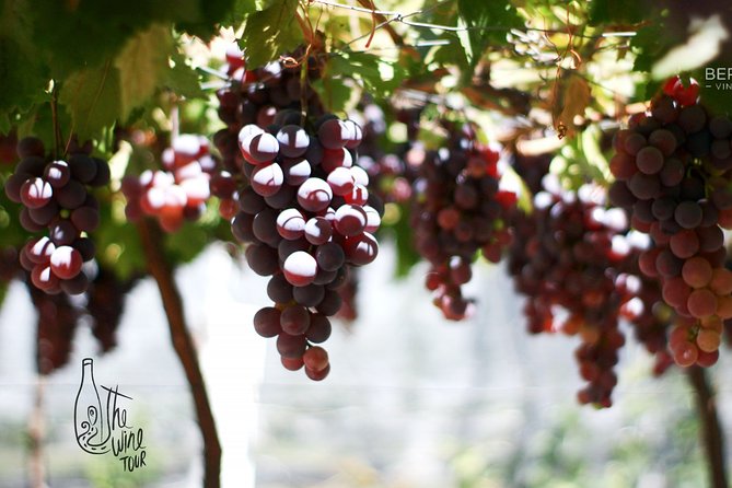 Private wine tasting & wine pairing tours - Logistics: Starting Point, Transportation, and Group Size