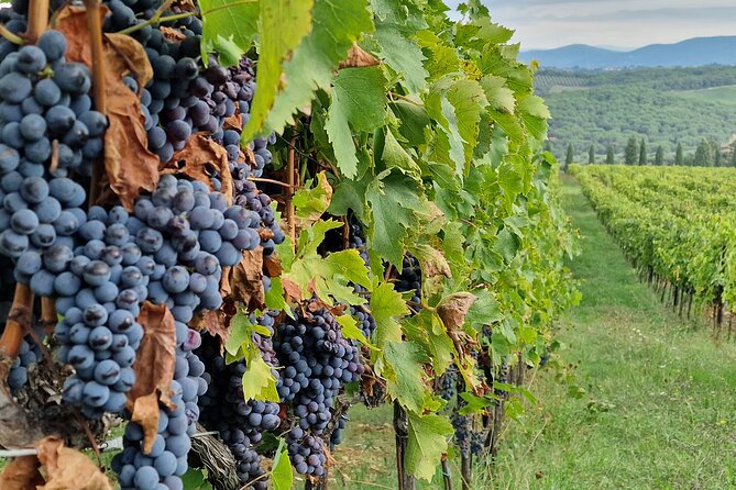 Private Wine Tour best of Chianti Tuscany 6 hours Limo Service - Free Exploration at Antinori nel Chianti Classico