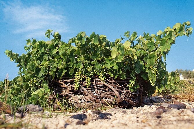Private Wine Tour in Santorini - Key Points