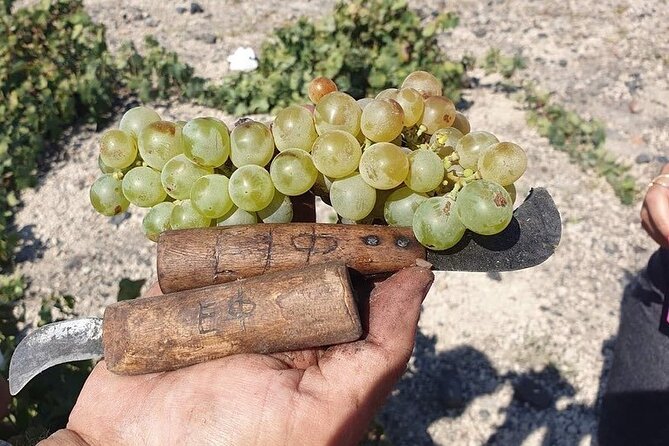 Private Wine Tour in Santorini - Discovering Santorini’s Unique Vineyards and Traditional Techniques