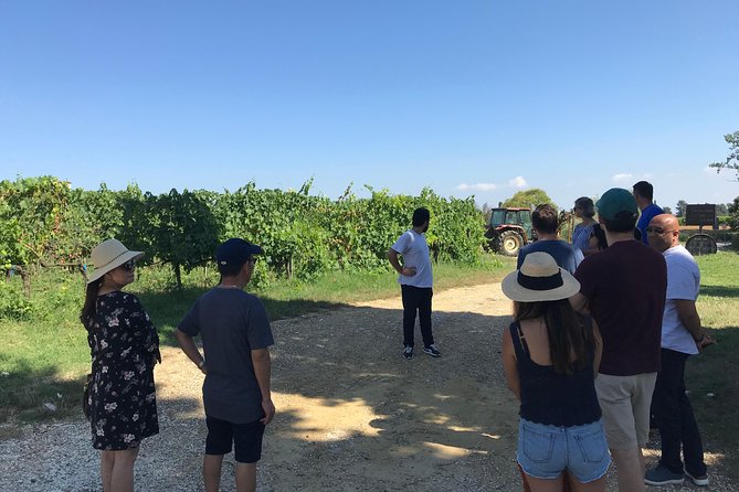 Private wine tour on the magical hills of Lucca (2 wineries) - Introduction to the Lucca Hills Wine Adventure
