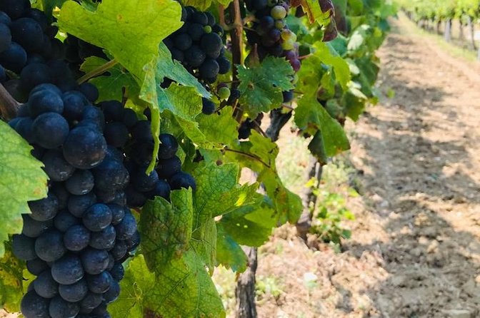 PRIVATE Wine Tour to Konavle country side - Key Points