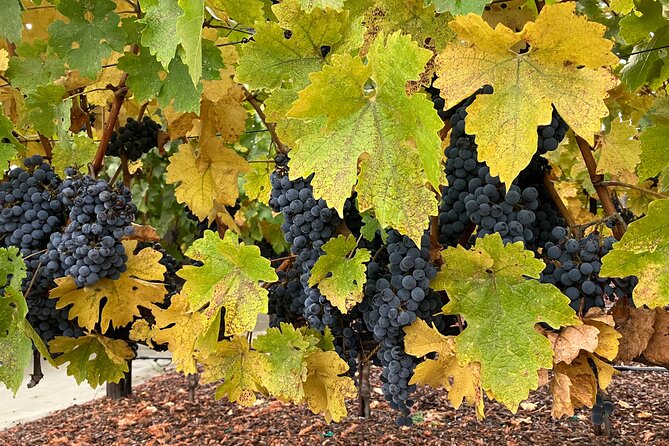 Private Wine Tours of Napa Valley and Sonoma for 2 to 5 people - Expert Guidance and Personalization