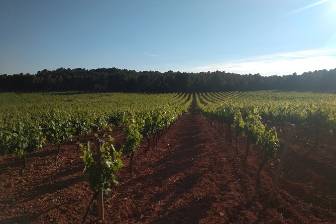 Private Wineries Tour from Valencia (morning tour) - Key Points