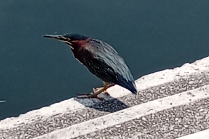 Private Xochimilco Boat Ride, Food & Mariachi from Mexico City - Key Points