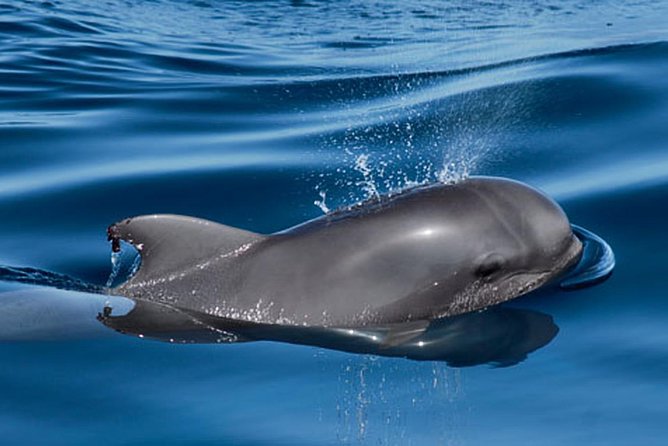 Private Yacht Tour With Whale and Dolphin Watching 42 Foot Boat - The Yacht: Comfort and Amenities
