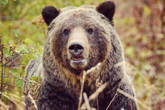 Private Yellowstone Highlights Tour - Detailed Tour Overview: Exploring Yellowstone’s Iconic Sights