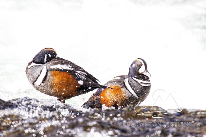 Private Yellowstone Journey from Gardiner, MT - Explore Yellowstone in a Private, Customizable Setting