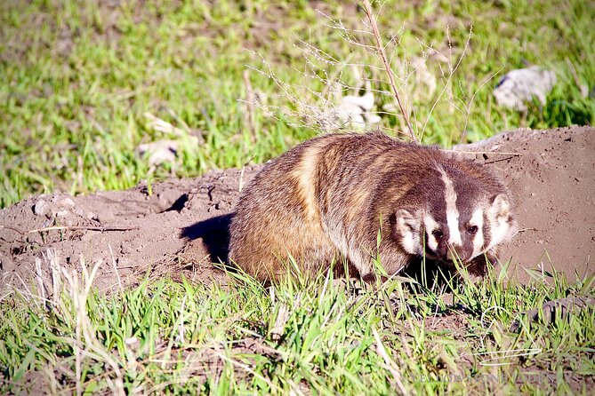 Private Yellowstone Journey from Gardiner, MT - Comfortable, All-Inclusive Transportation with Wildlife Viewing Tools