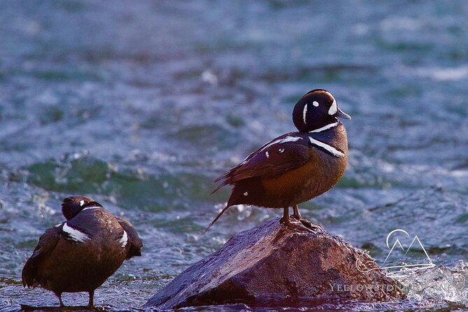 Private Yellowstone Journey from Gardiner, MT - Final Thoughts on the Yellowstone Journey from Gardiner