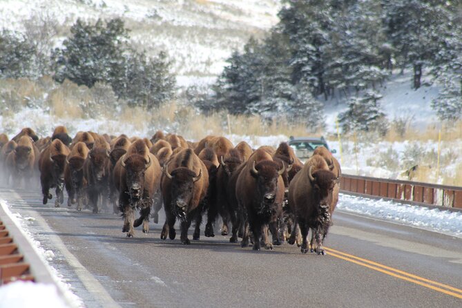 Private Yellowstone Lower Loop Tour - The Magnificence of the Grand Canyon of Yellowstone