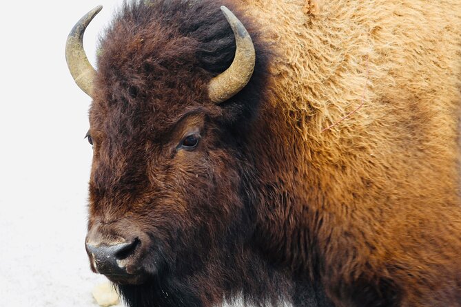 Private Yellowstone Lower Loop Tour - Wildlife in Hayden Valley