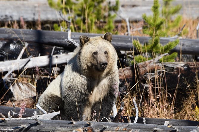 Private Yellowstone Old Faithful and Lower Loop Tour - Viewing the Grand Canyon of Yellowstone