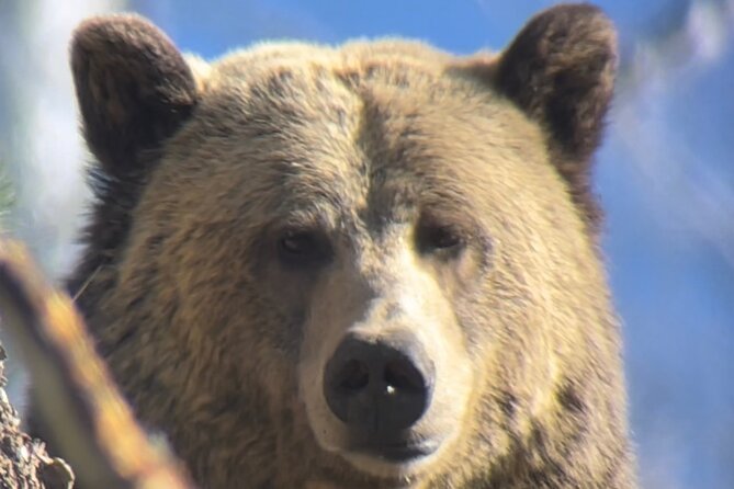 Private Yellowstone Tour: ICONIC Sites, Wildlife, Family Friendly Hikes + lunch - Yellowstone Lake and Scenic Lunch Spot