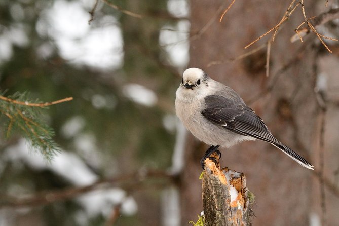 Private Yellowstone Wildlife Sightseeing Tour - Scenic Drive and Wildlife Viewing from the Vehicle