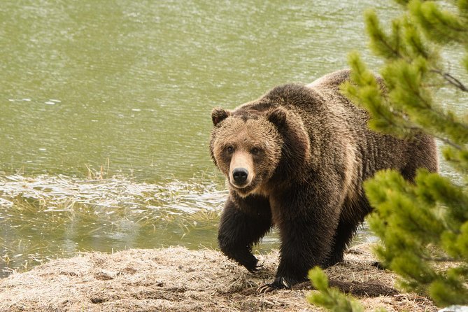 Private Yellowstone Wildlife Sightseeing Tour - Included Equipment and Food for a Comfort-Focused Experience
