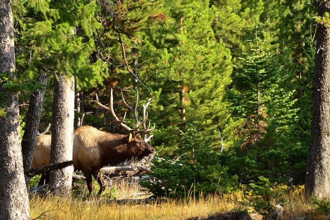 Private Yellowstone Wildlife Sightseeing Tour - Who Will Love This Tour?
