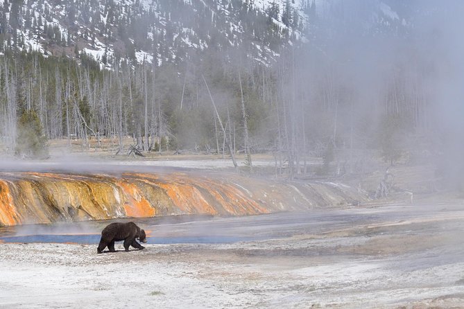 Private Yellowstone Wildlife Sightseeing Tour - What Sets This Tour Apart From Others