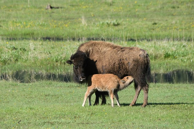 Private Yellowstone Wildlife Sightseeing Tour - Limitations and Considerations