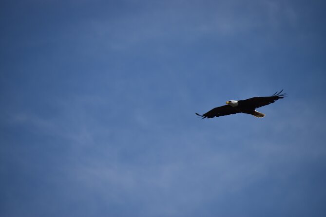 Private Yellowstone Wildlife Tour for Up to 10 Guests - The Included Equipment and Comfort Amenities