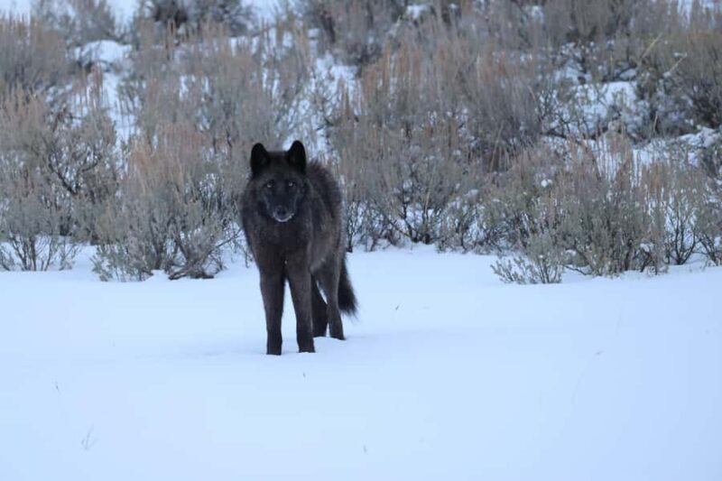 Private Yellowstone Winter Safari and Wolf Watching Tour - Key Points