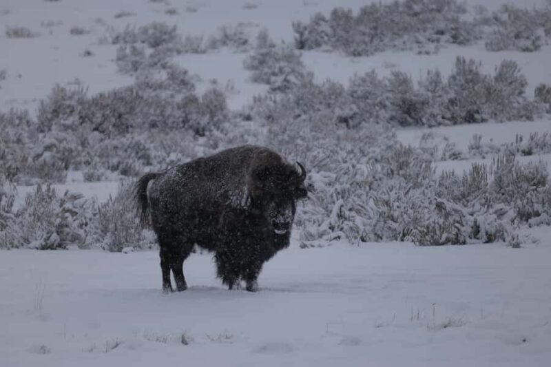 Private Yellowstone Winter Safari and Wolf Watching Tour - Wildlife Watching Tips and Expectations