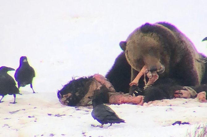 Private Yellowstone Winter Wolf Watching and Wildlife Safari - Convenience and Comfort: Included Amenities and Private Group Focus