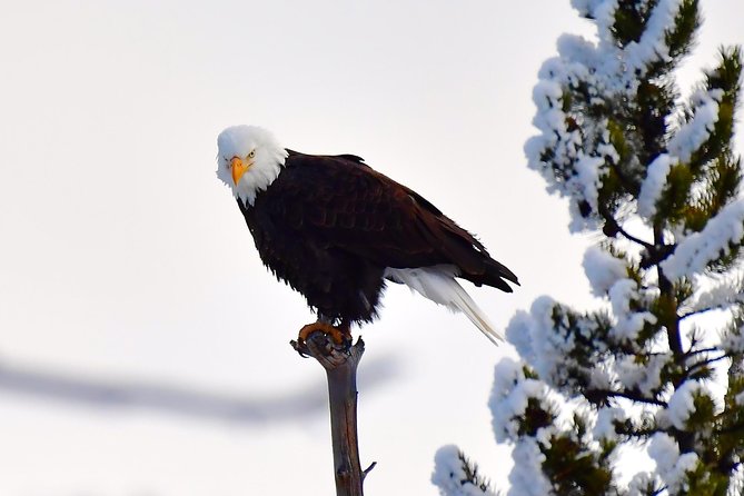 Private Yellowstone Winter Wolf Watching and Wildlife Safari - Weather considerations and cancellation policies