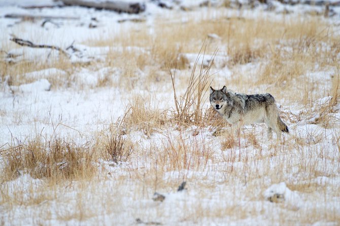 Private Yellowstone Wolf Watching & Wildlife Safari + lunch - Key Points