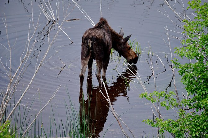 Private Yellowstone Wolf Watching & Wildlife Safari + lunch - Yellowstone’s Iconic Animal Encounters