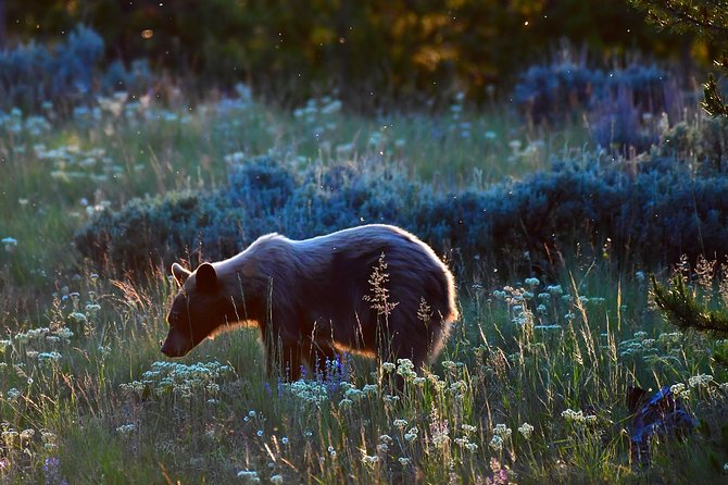 Private Yellowstone Wolf Watching & Wildlife Safari + lunch - Hayden Valley: Yellowstone’s Second Largest Bison Herd