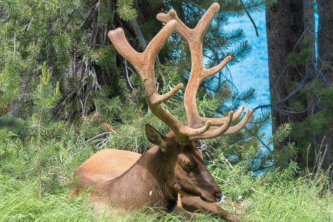 Private Yellowstone Wolf Watching & Wildlife Safari + lunch - Flexibility and Personalization in Your Wildlife Safari