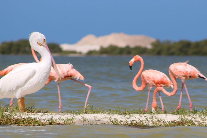 Private Yucatan Discovery Tour - Key Points