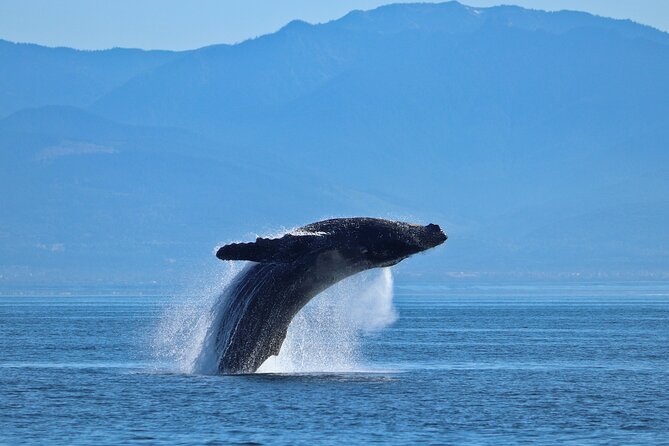 Private Zodiac Whale Watching Tour from Victoria - Key Points