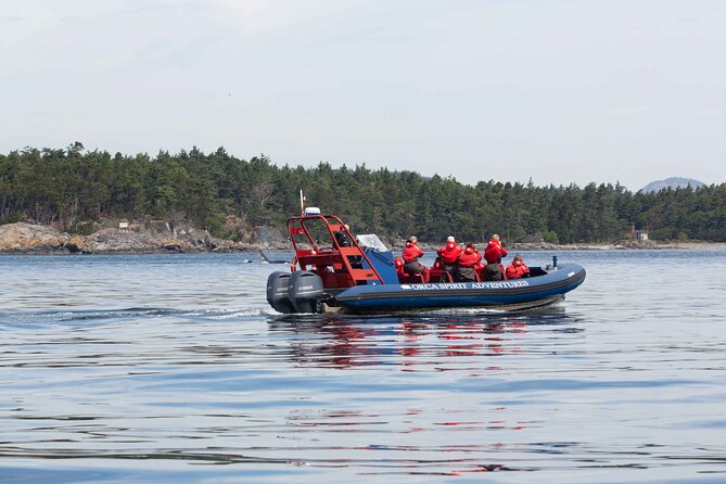Private Zodiac Whale Watching Tour from Victoria - Wildlife Encounters: What You Might See