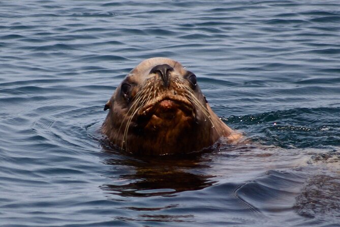 Private Zodiac Whale Watching Tour from Victoria - Flexibility and Cancellation Policy