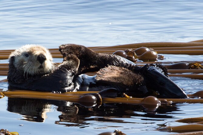 Private Zodiac Whale Watching Tour from Victoria - Reviews Highlighting the Magic of Wildlife Sightings