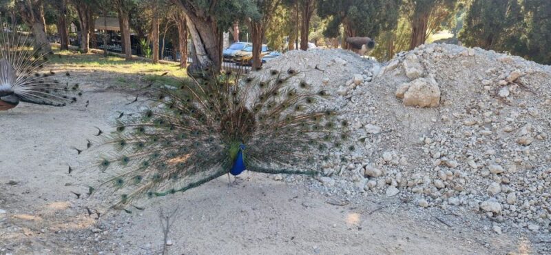 Private:Filerimos Hill, Ancient Kamiros,Kritinia Castle Tour - Exploring the Well-Preserved City of Kamiros